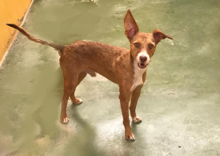 multimedia-foto65875-511-1