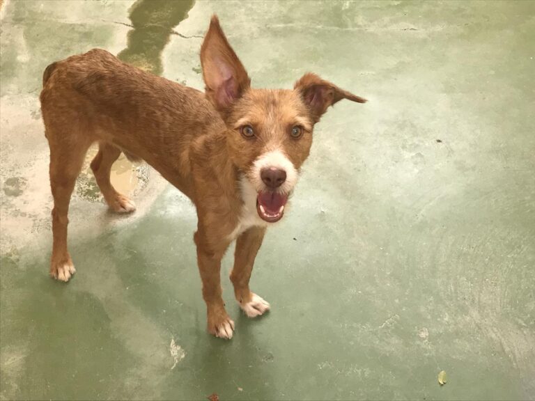 multimedia-foto65876-511-1