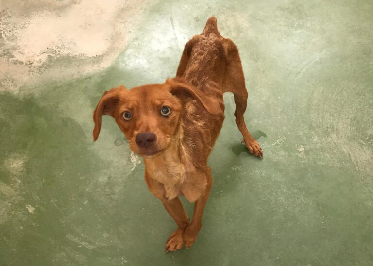 multimedia-foto65903-736-1