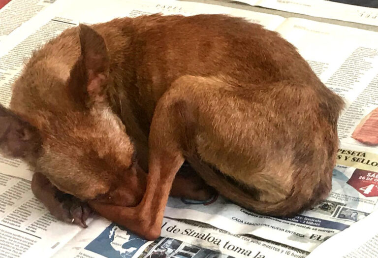 multimedia-foto65951-717-1