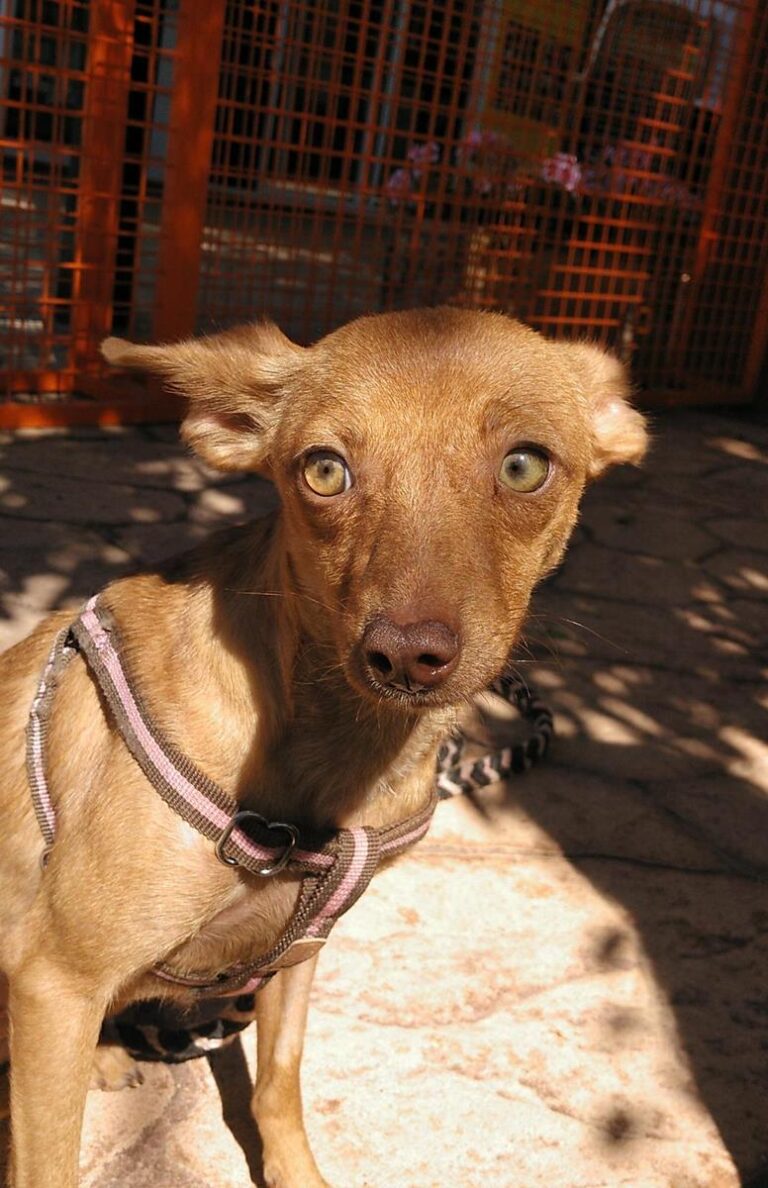 multimedia-foto65957-720-1