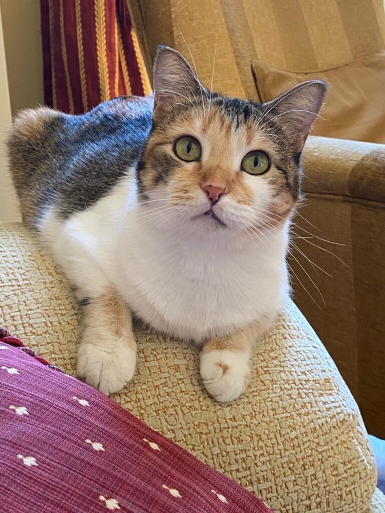 multimedia-foto65966-359-1