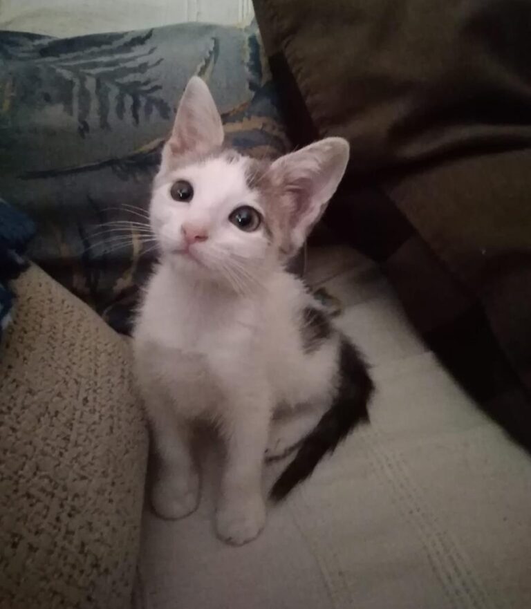 multimedia-foto65992-908-1