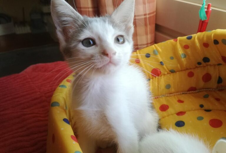 multimedia-foto65993-908-1