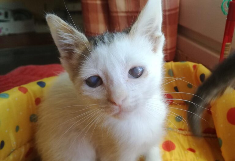 multimedia-foto65995-909-1