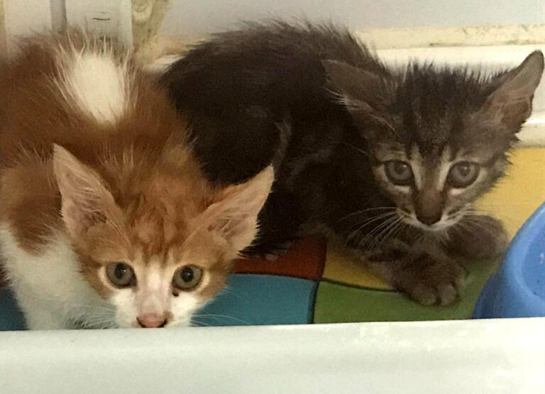 multimedia-foto65996-464-1