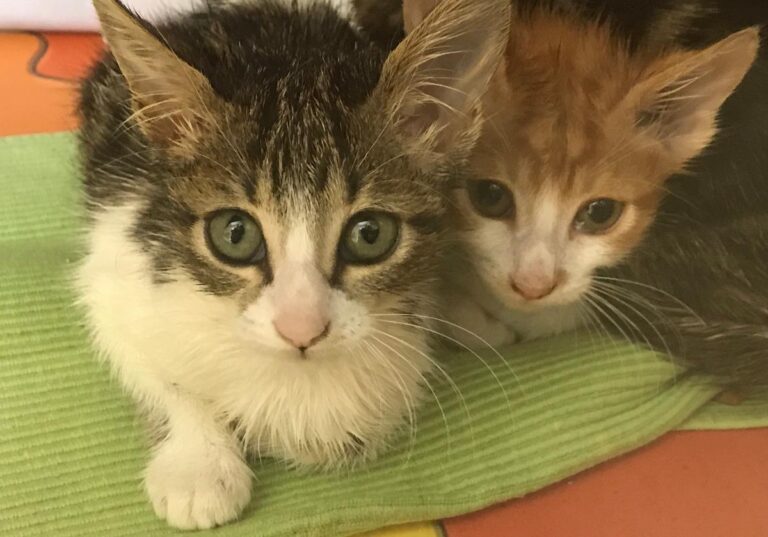 multimedia-foto65997-464-1