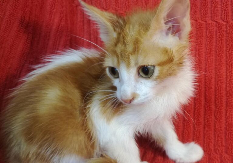 multimedia-foto65998-465-1