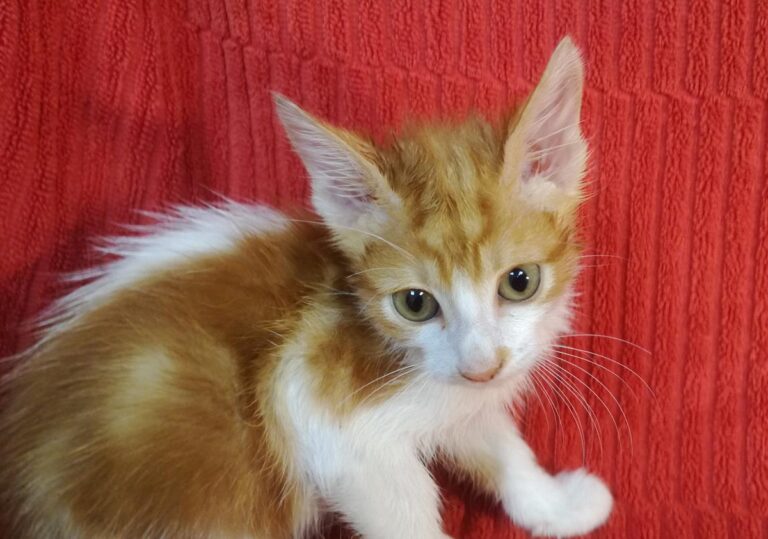 multimedia-foto65999-465-1