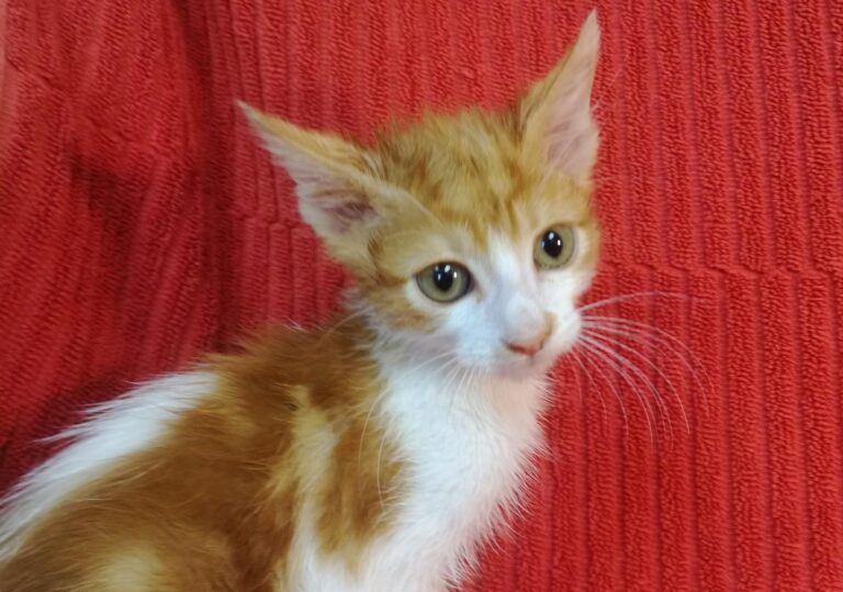 multimedia-foto66000-466-1