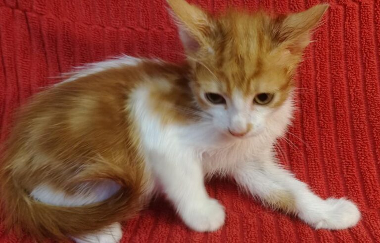 multimedia-foto66001-466-1