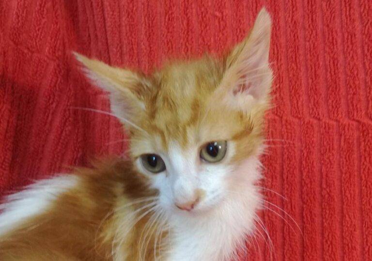 multimedia-foto66002-467-1