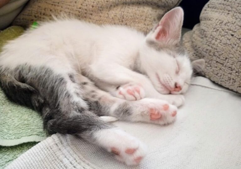 multimedia-foto66092-695-1