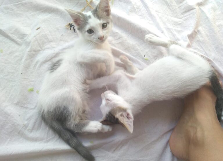 multimedia-foto66094-696-1