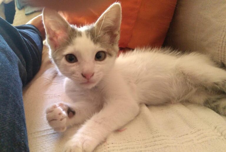 multimedia-foto66095-697-1