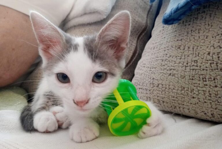 multimedia-foto66096-697-1