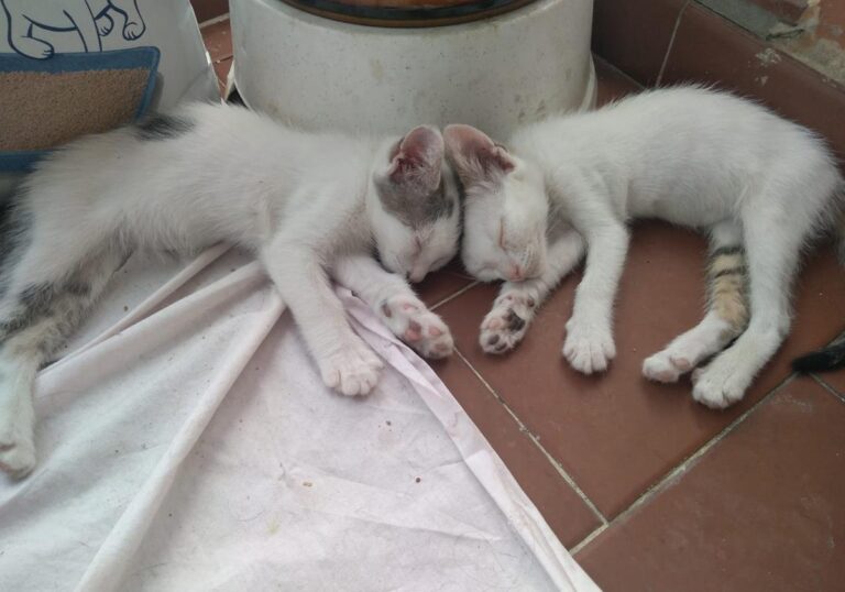 multimedia-foto66097-698-1