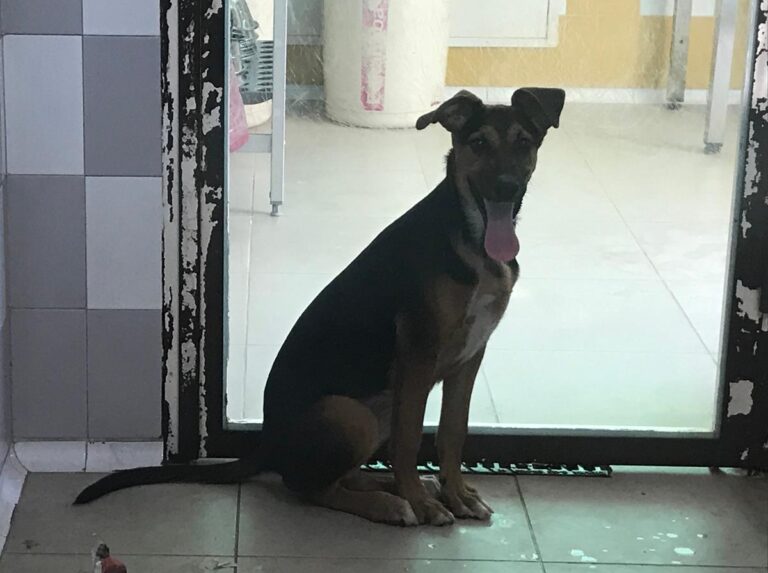 multimedia-foto66098-621-1