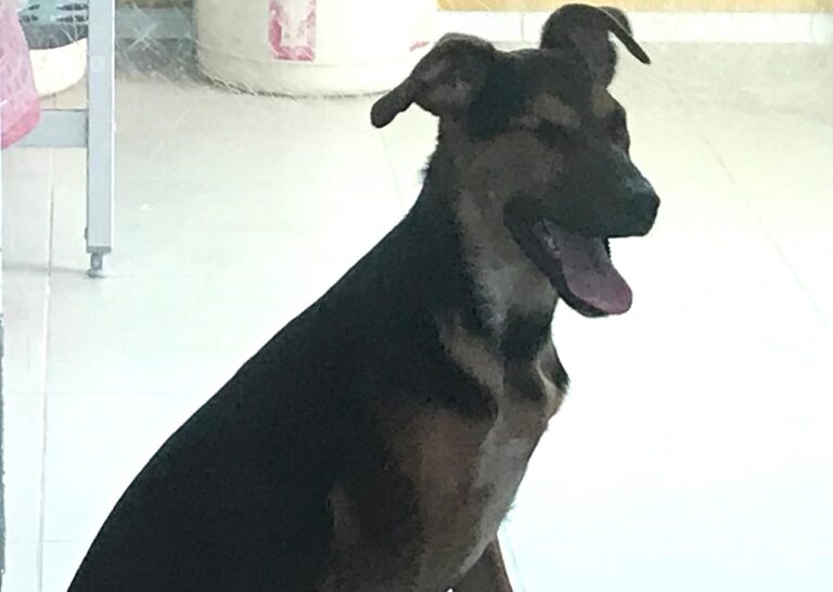 multimedia-foto66099-622-1