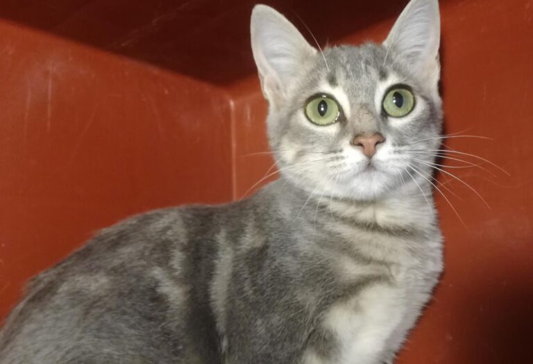 multimedia-foto66111-46-1