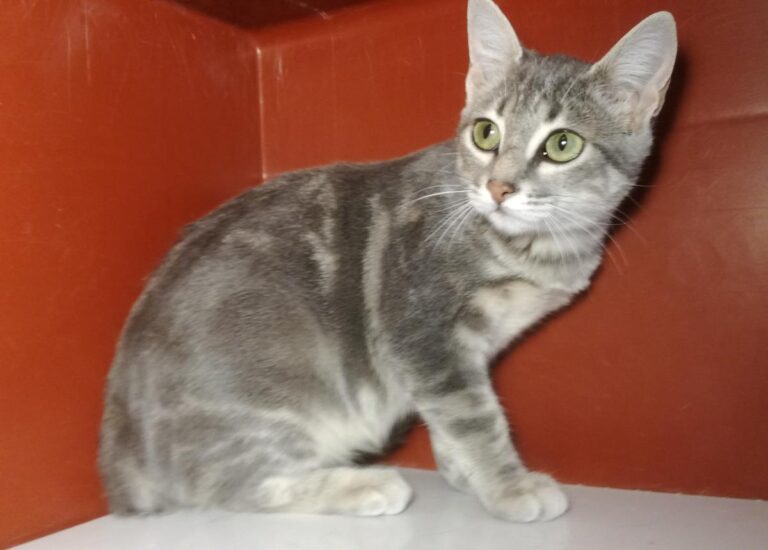 multimedia-foto66112-46-1