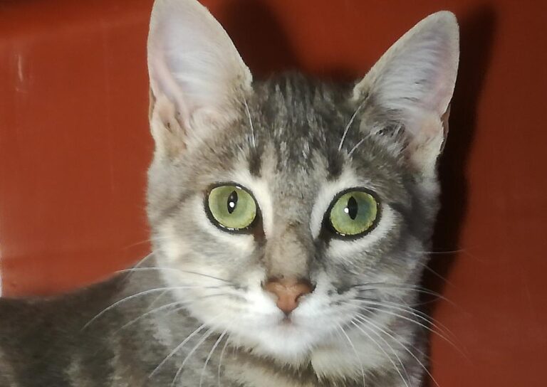 multimedia-foto66113-47-1