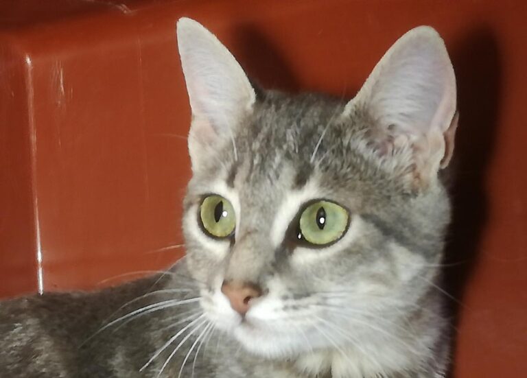 multimedia-foto66114-47-1