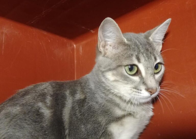 multimedia-foto66115-110-1