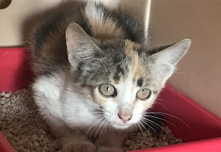 multimedia-foto66175-77-1