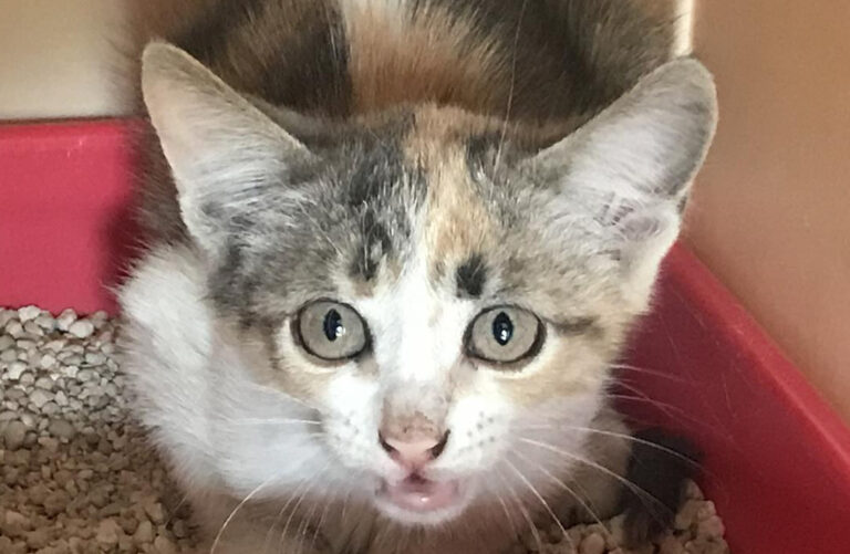 multimedia-foto66176-78-1