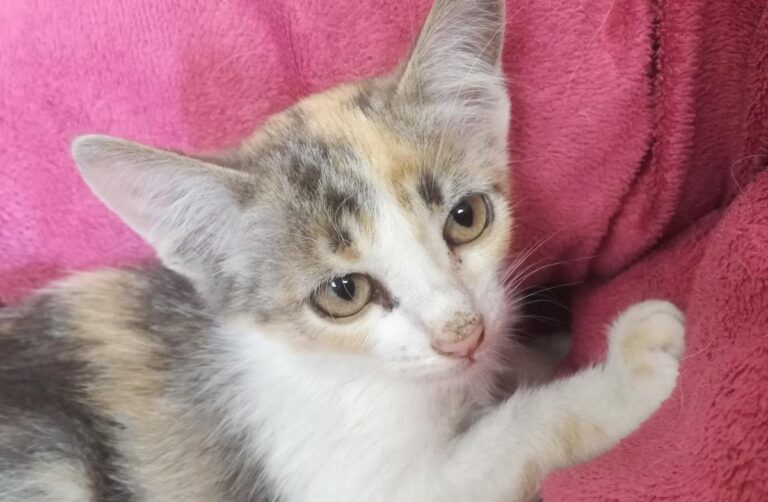 multimedia-foto66177-78-1