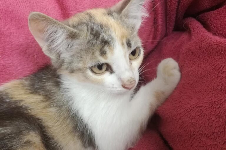 multimedia-foto66179-79-1