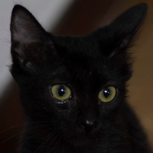 multimedia-foto66221-231-1