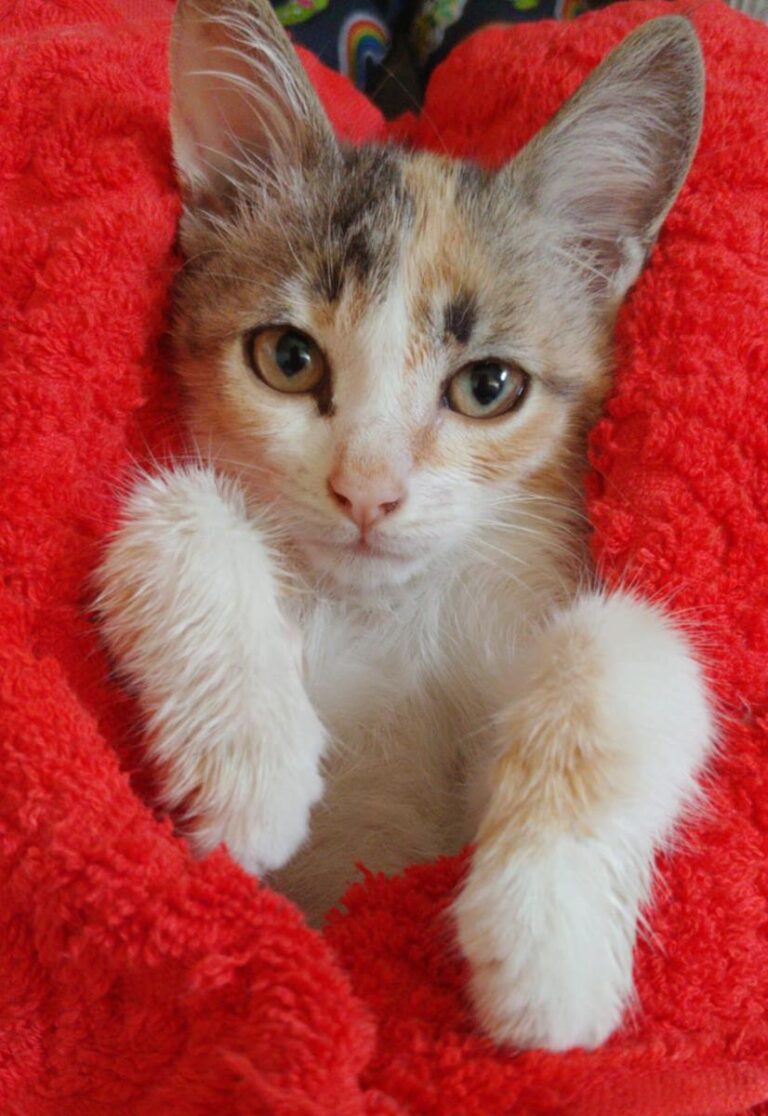 multimedia-foto66224-594-1