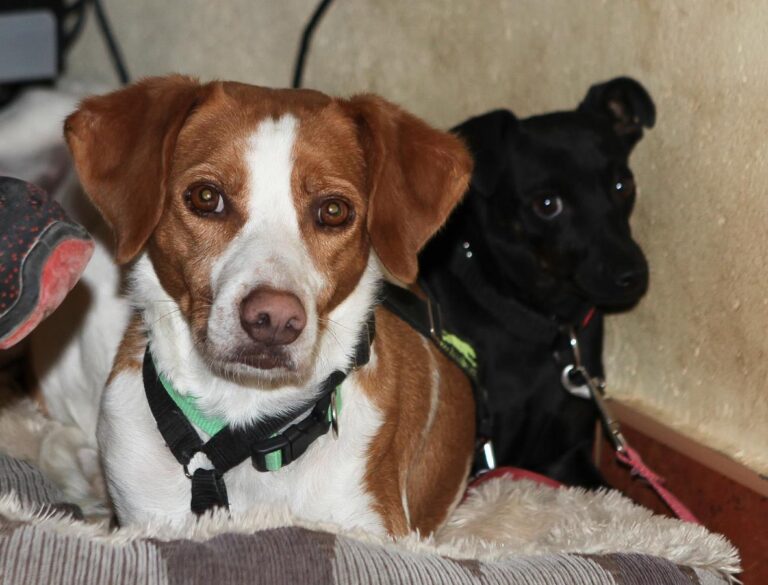 multimedia-foto66240-842-3