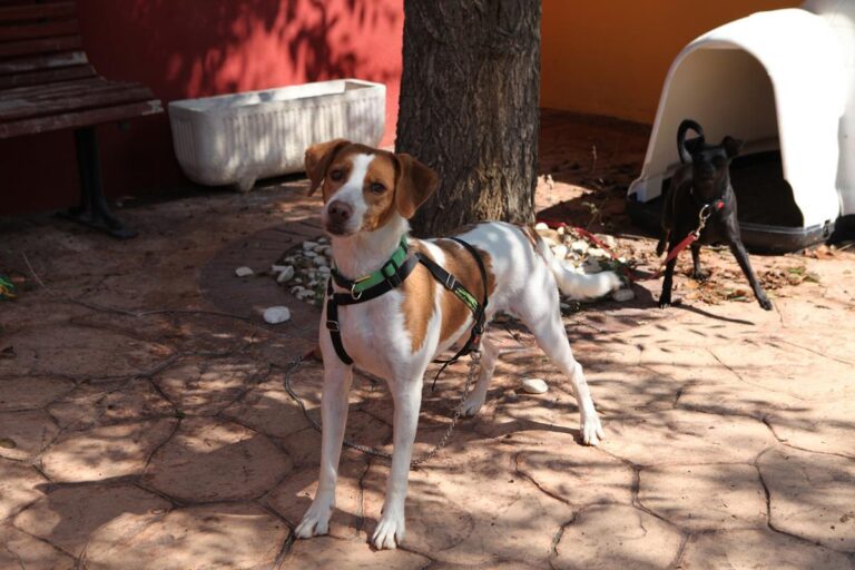 multimedia-foto66244-845-3