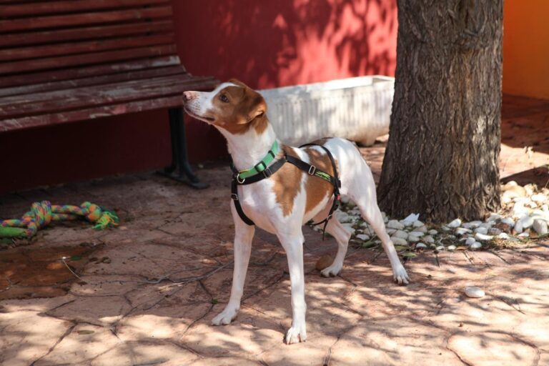 multimedia-foto66245-845-3