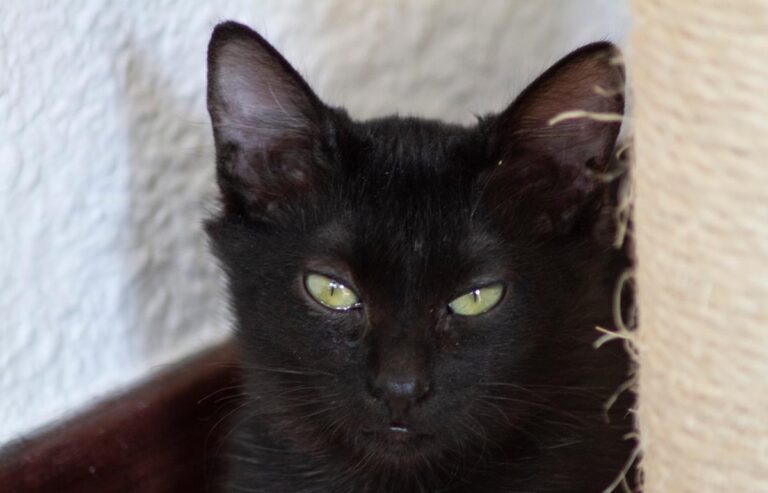 multimedia-foto66323-491-1