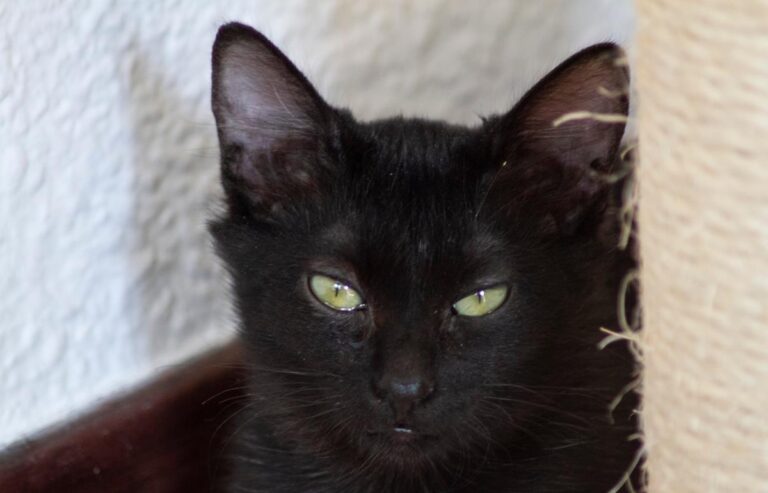 multimedia-foto66324-491-1