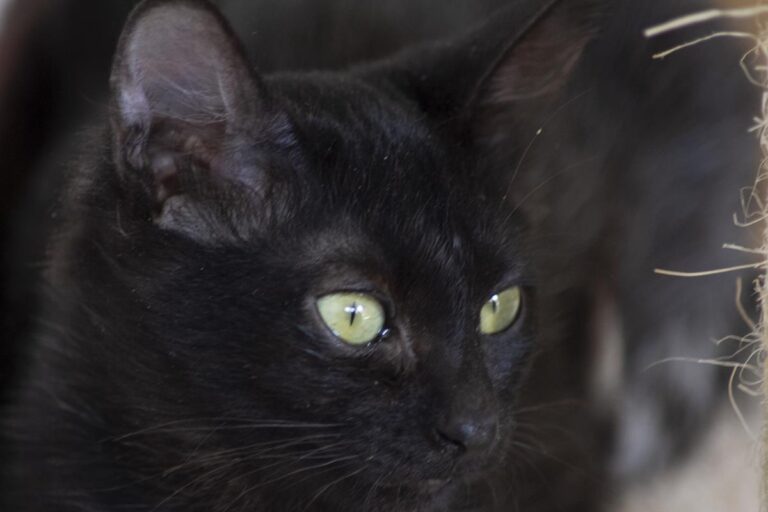 multimedia-foto66325-492-1