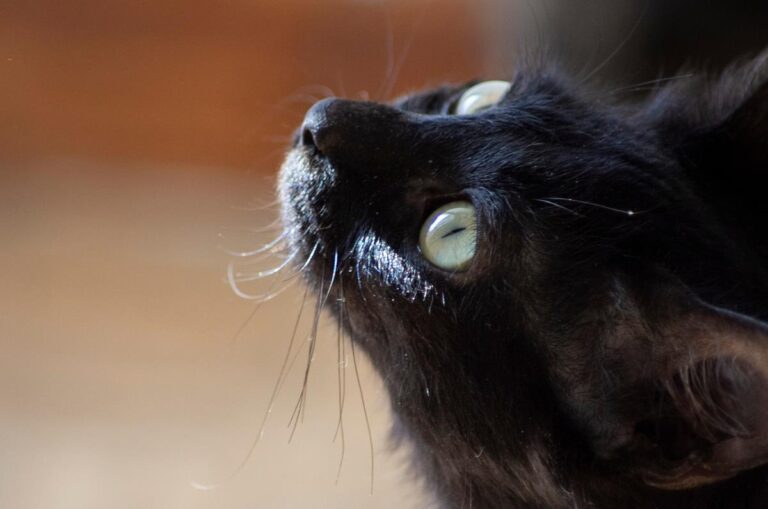 multimedia-foto66326-492-1