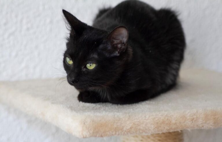 multimedia-foto66327-493-1