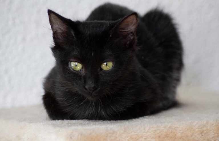 multimedia-foto66328-493-1