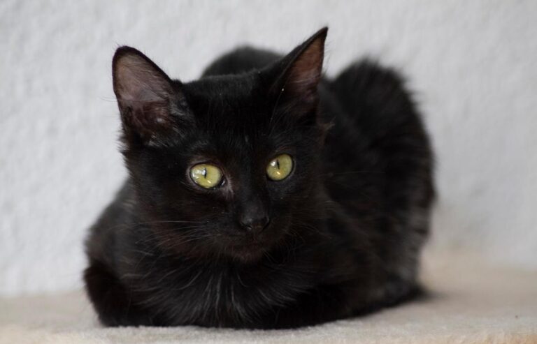 multimedia-foto66329-494-1