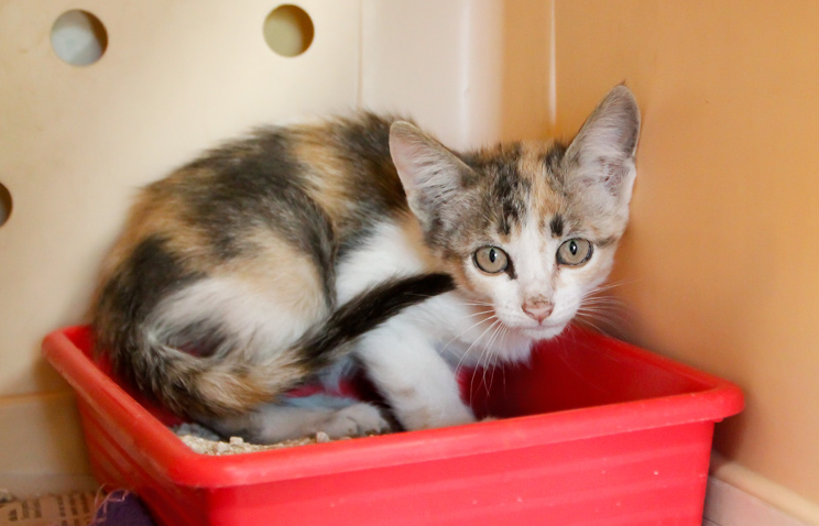 multimedia-foto66330-557-1