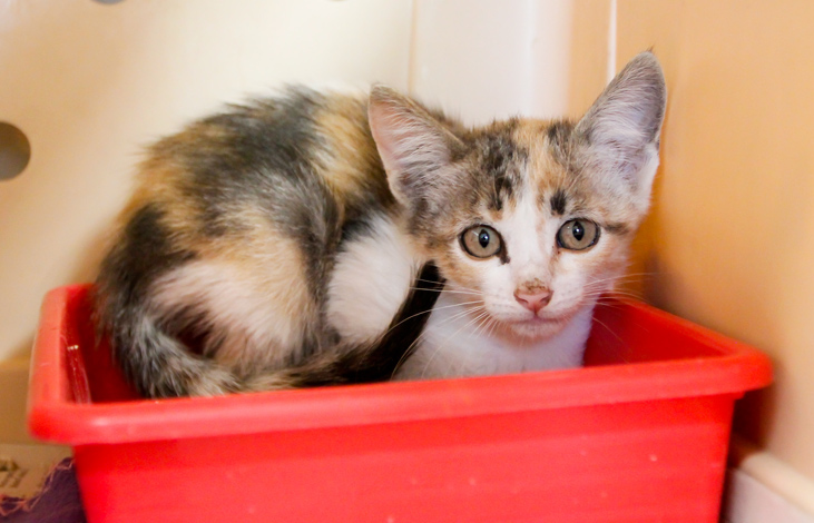 multimedia-foto66331-557-1