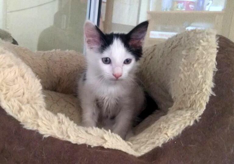 multimedia-foto66335-863-1