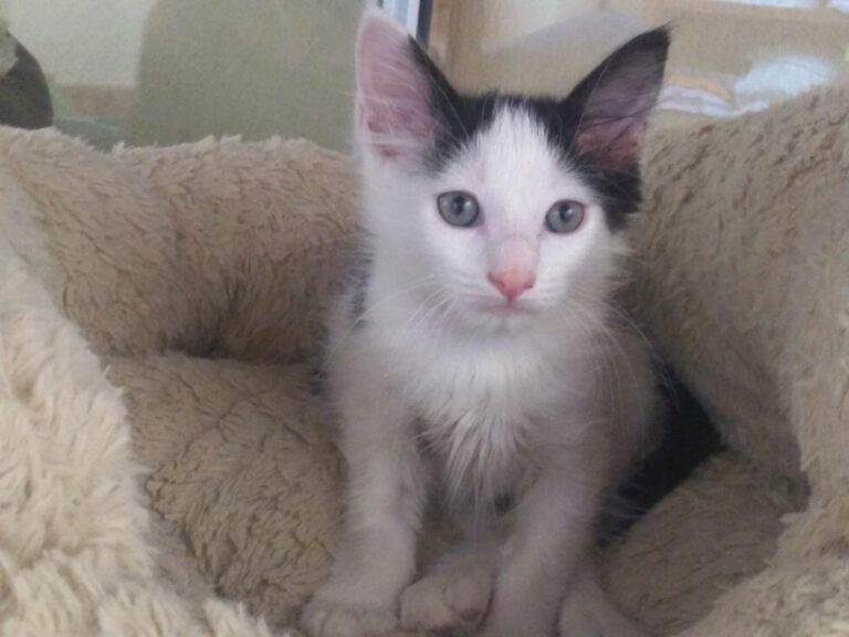 multimedia-foto66337-864-1