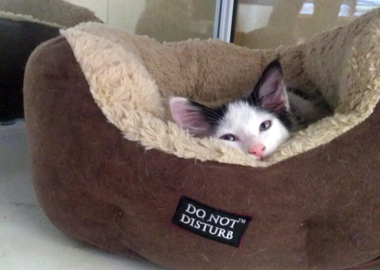 multimedia-foto66338-865-1