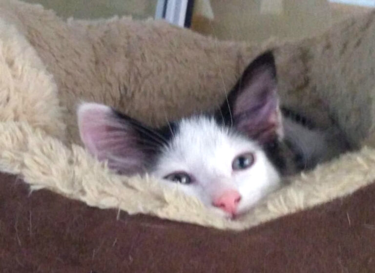 multimedia-foto66339-866-1